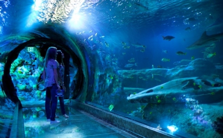 Afbeeldingsresultaat voor sea life scheveningen